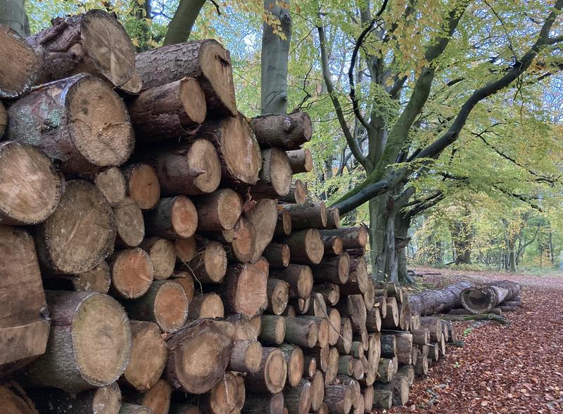 a pile of logs in a forest area 
