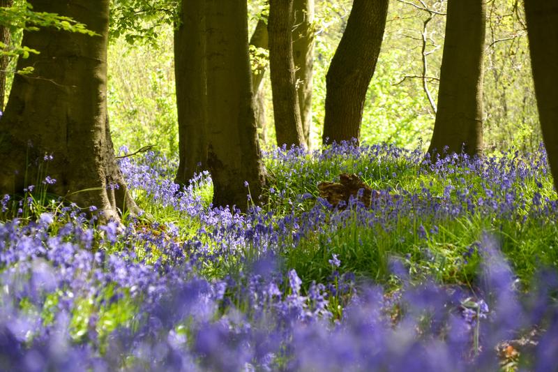 A cluster of trees in Wytham Woods with the ground covered in bluebells