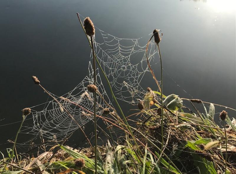 Close up of a delicate spider's web built between dried plants 