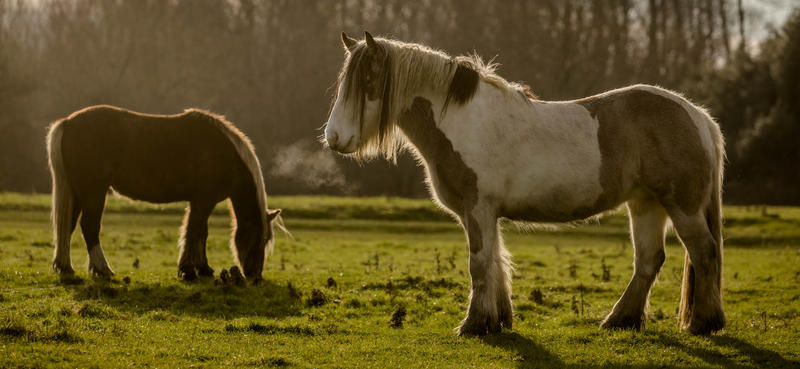 Two horses in a misty field