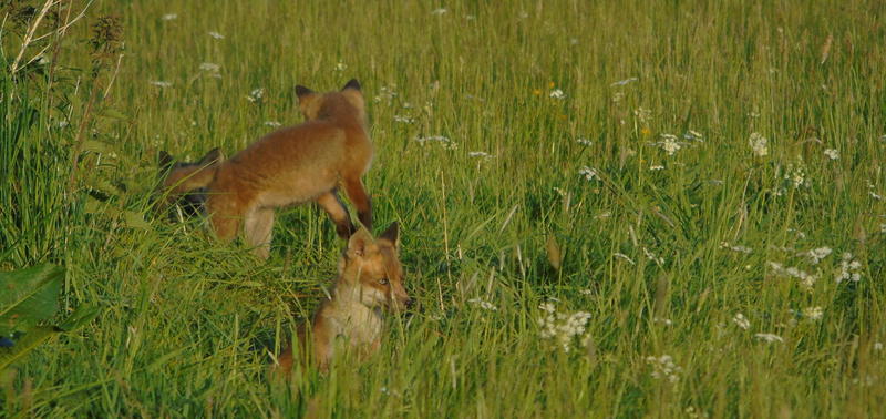 Three fox cubs playing in tall grass