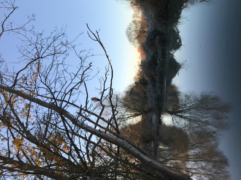 Reflected trees in a pond
