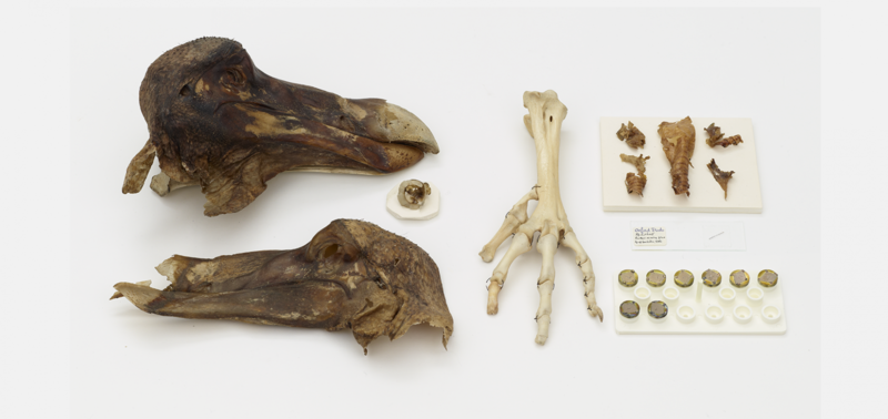Remains of the dodo bird including the head and a foot