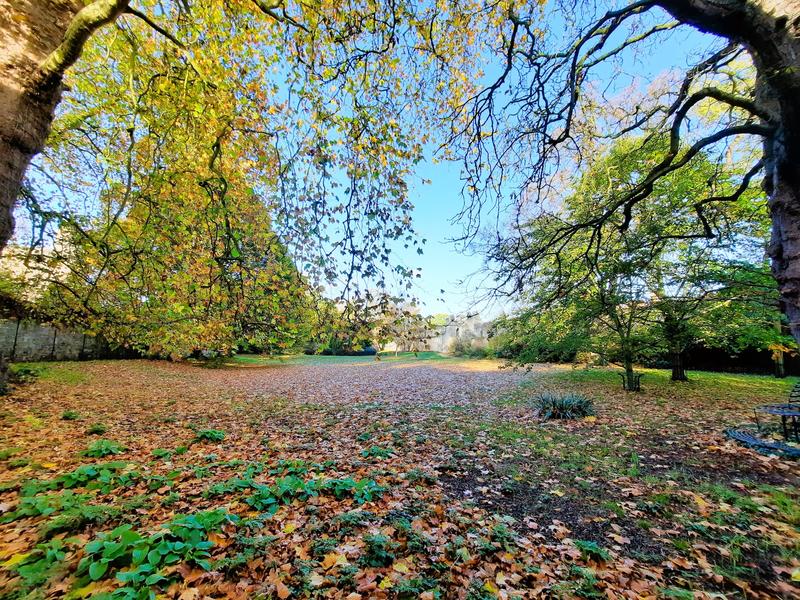 A field with fallen leaves and trees