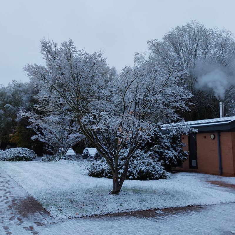 Snowy tree in Osney