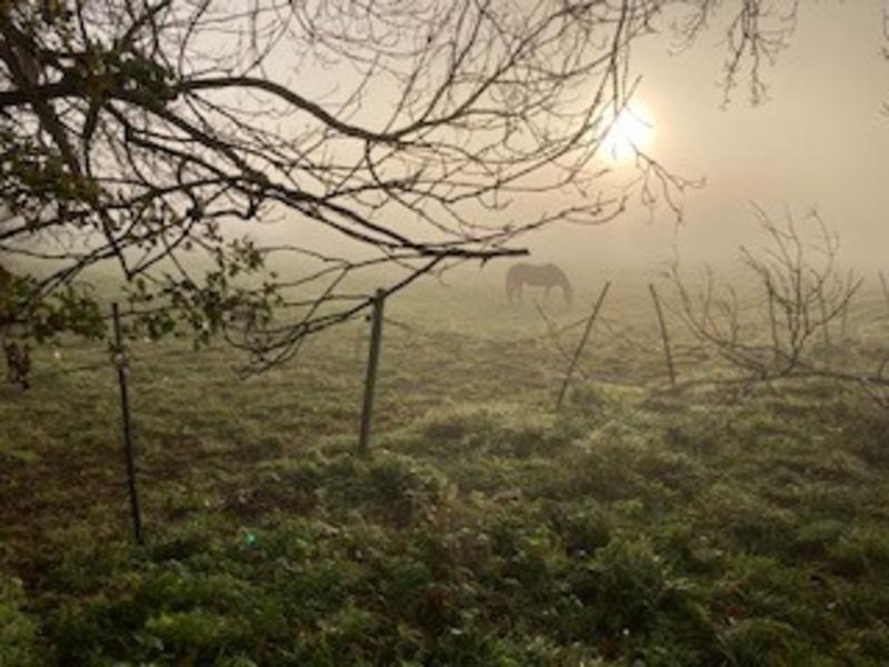 a horse stands in a field on a foggy morning