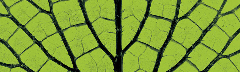 roots to seeds poster - image of leaf