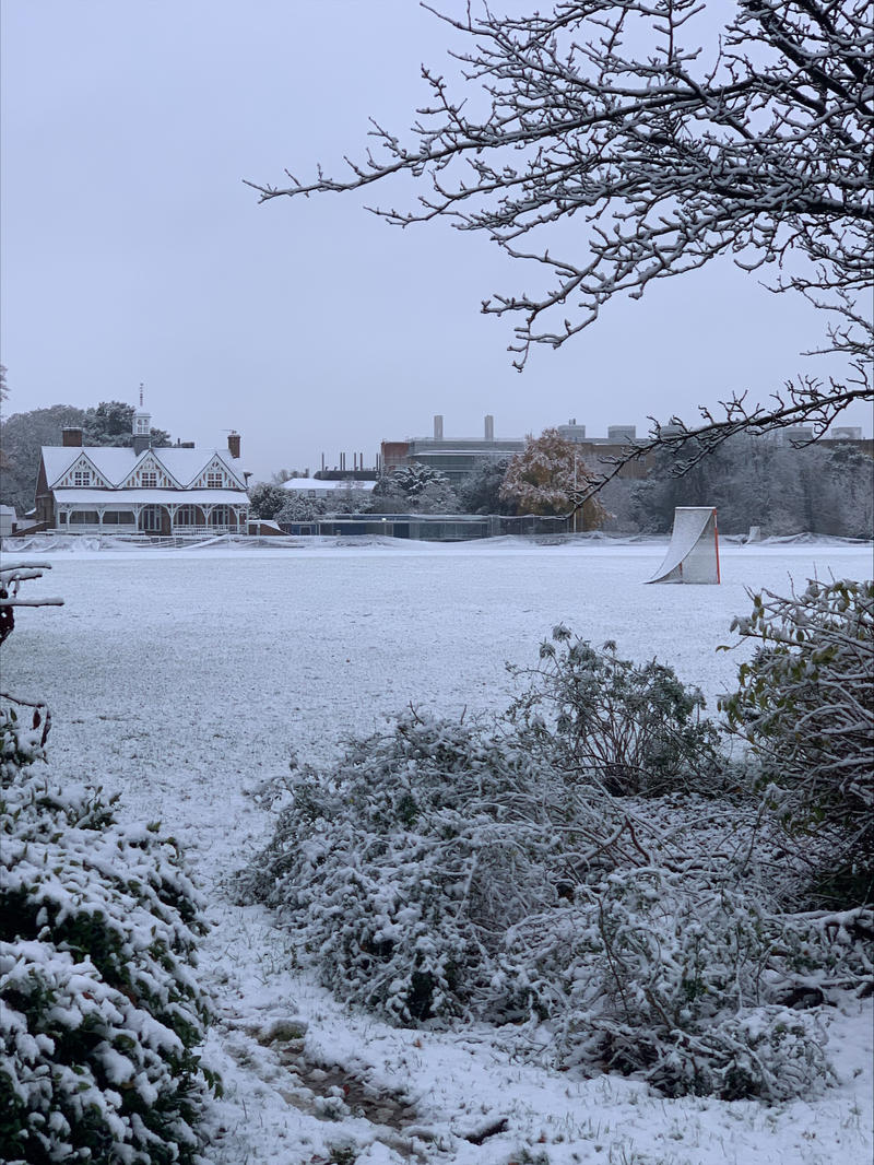 Snowfall seen through bushes and trees, with a snow-covered building visible in the background