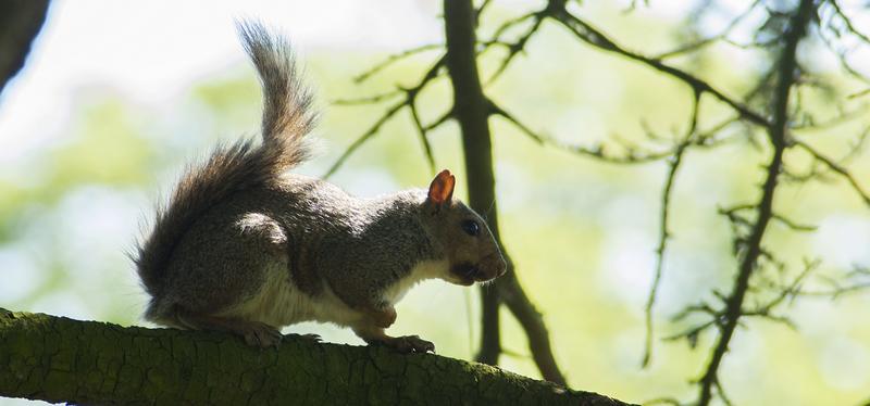 Squirrel in University Parks