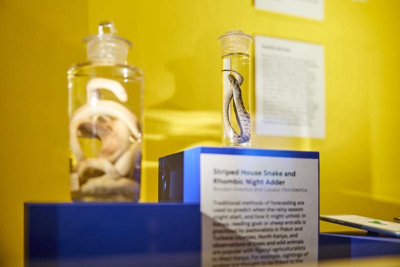 Striped House Snake and Rhombic Night Adder Two snakes in glass jars on display
