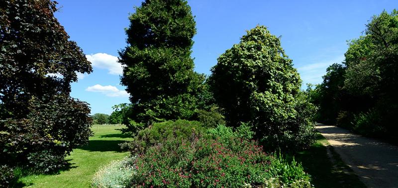 University Parks West walk, a cluster of trees beside a path in the University Parks University Parks West walk