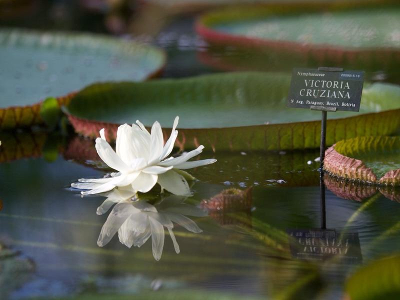 Victoria Cruziana A lillypad in a pond with a white flower in bloom