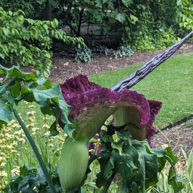 Dracunculus Vulgaris A Dracunculus vulgaris in bloom, with purple and green colouring
