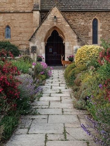 2020 winning image by tansy branscombe dphil archaeological science brasenose college where the wild things always were Fawn in the Brasenose College grounds