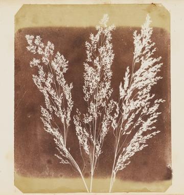 Sepia photograph of a wheat-like plant