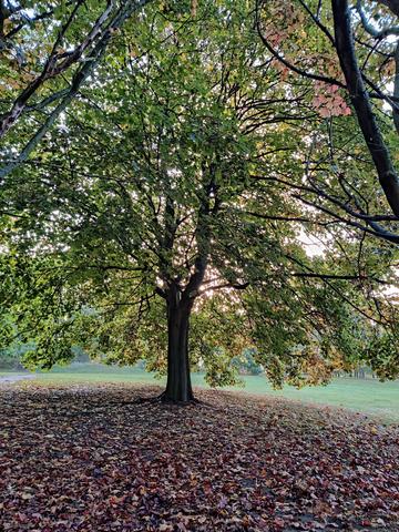 Trees in a park with fallen leaves