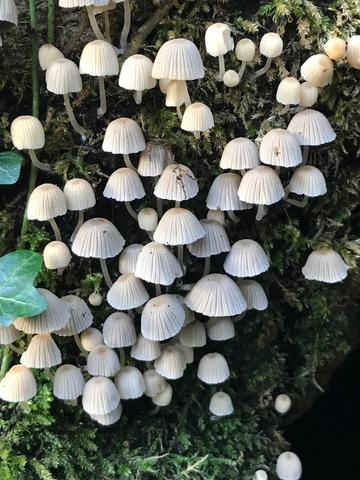 A cluster of mushrooms growing out of some greenery