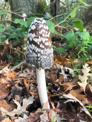 A large brown mushroom with white speckling