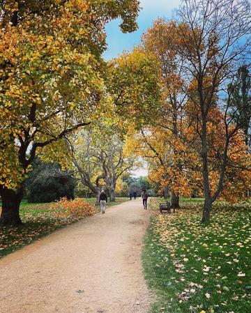 People walking on a trail in a park with yellow leaves on the ground