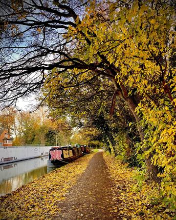 A canal boat tied up next to a path full of fallen yellow leaves