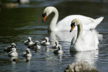 Two adult swans and their offspring in the pond
