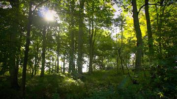 wytham lab with leaves part 3  the forest