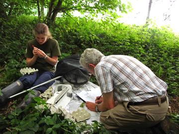 wytham lab with leaves part 9  moths