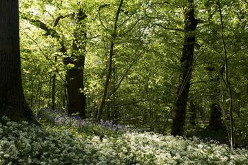 wytham woods  generic
