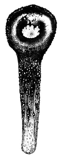 illustration of fairy lantern by Chris Thorogood